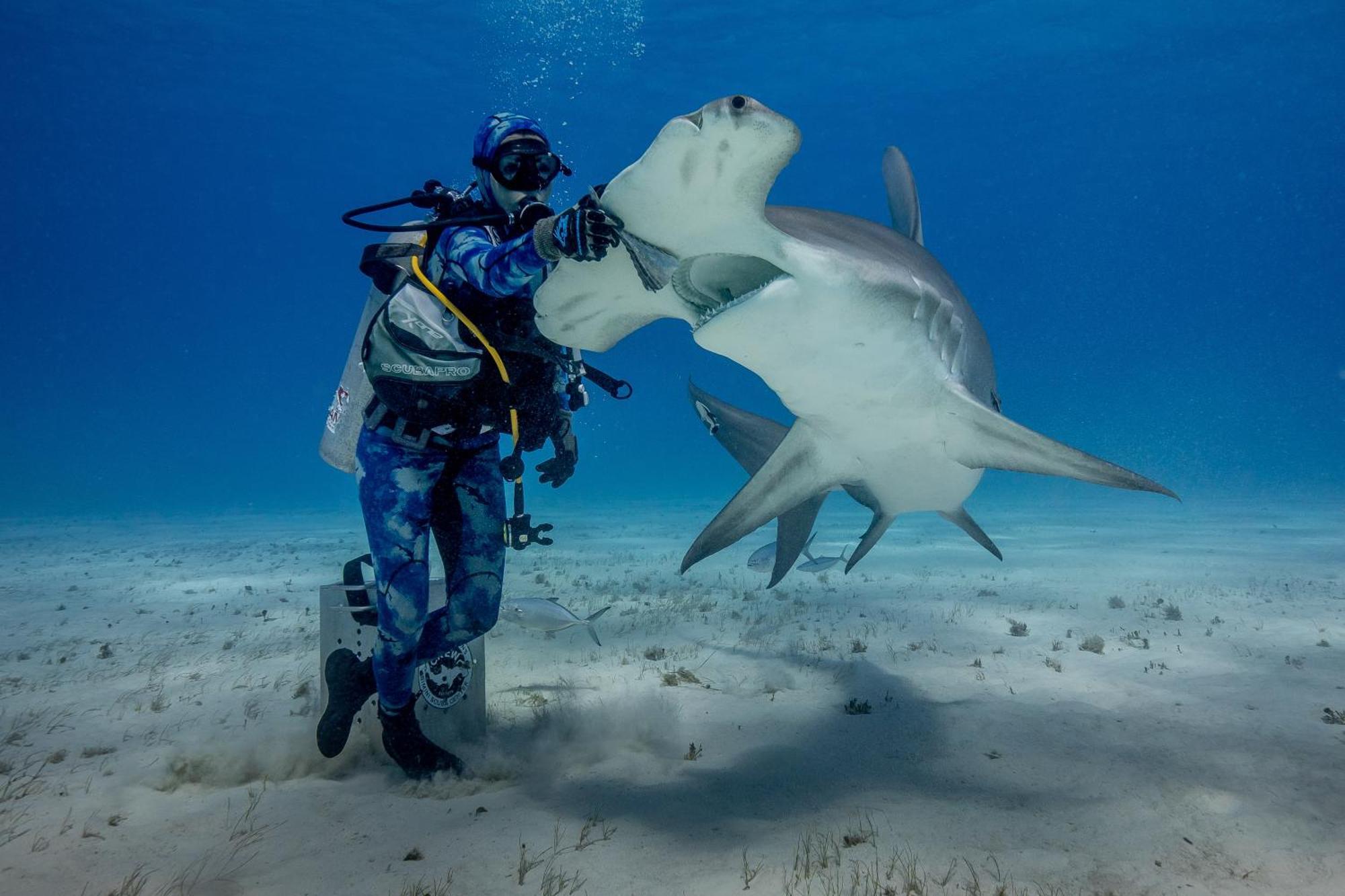 Bimini Big Game Club Resort & Marina アリス・タウン エクステリア 写真