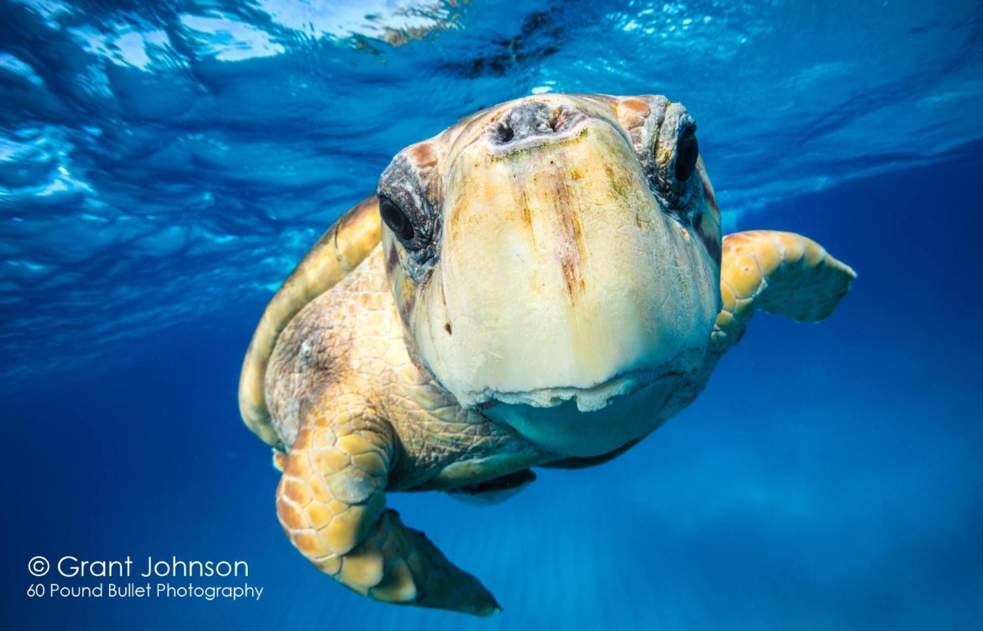 Bimini Big Game Club Resort & Marina アリス・タウン エクステリア 写真
