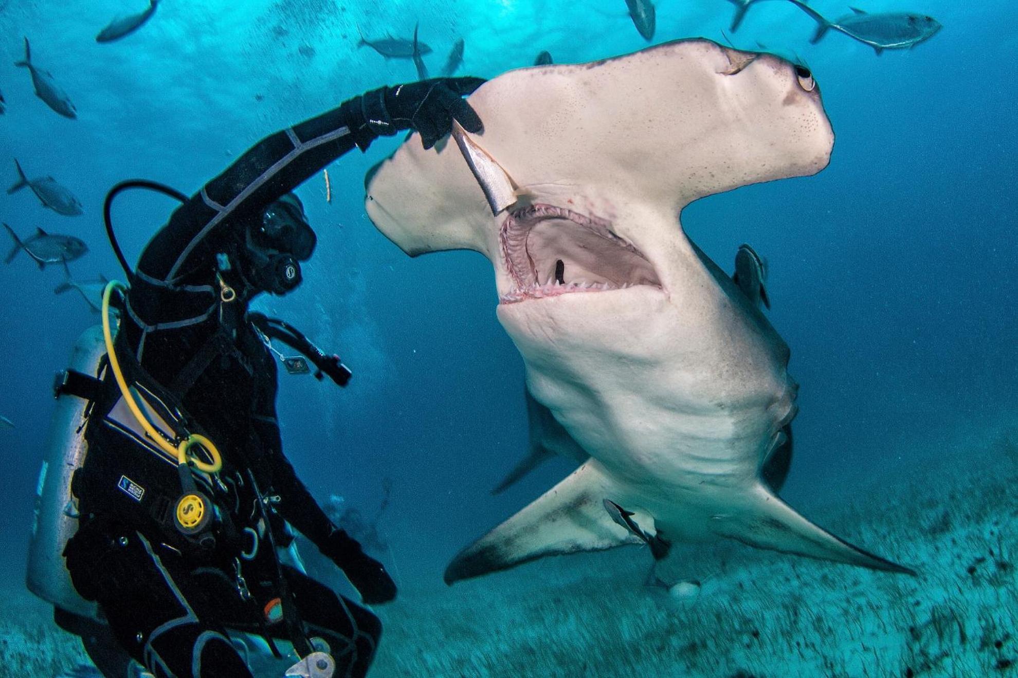 Bimini Big Game Club Resort & Marina アリス・タウン エクステリア 写真